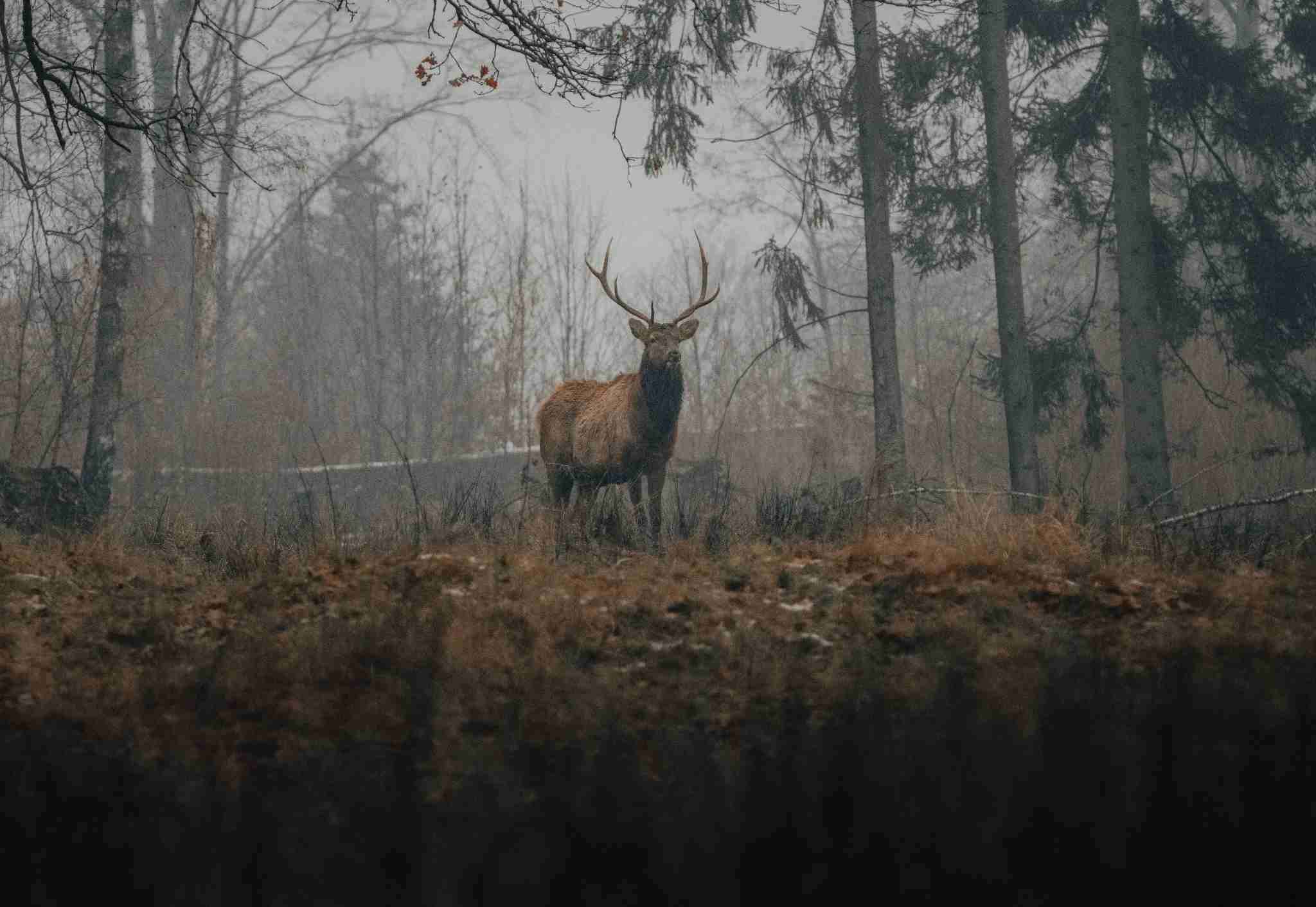 A deer